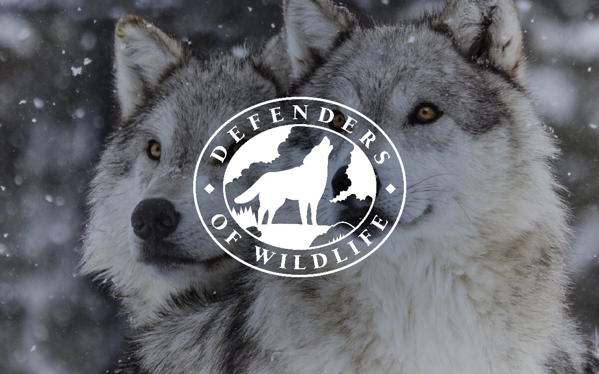 Defenders of Wildlife